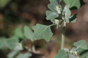 Lamb’s Quarter: My Favorite Wild Green.