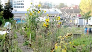 Picking Fruits and Greening Cities