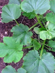 Eight Reasons You Shouldn’t Grow Your Own Food