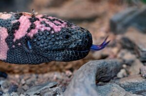 Gila-Monster