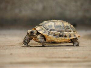 Tortoise