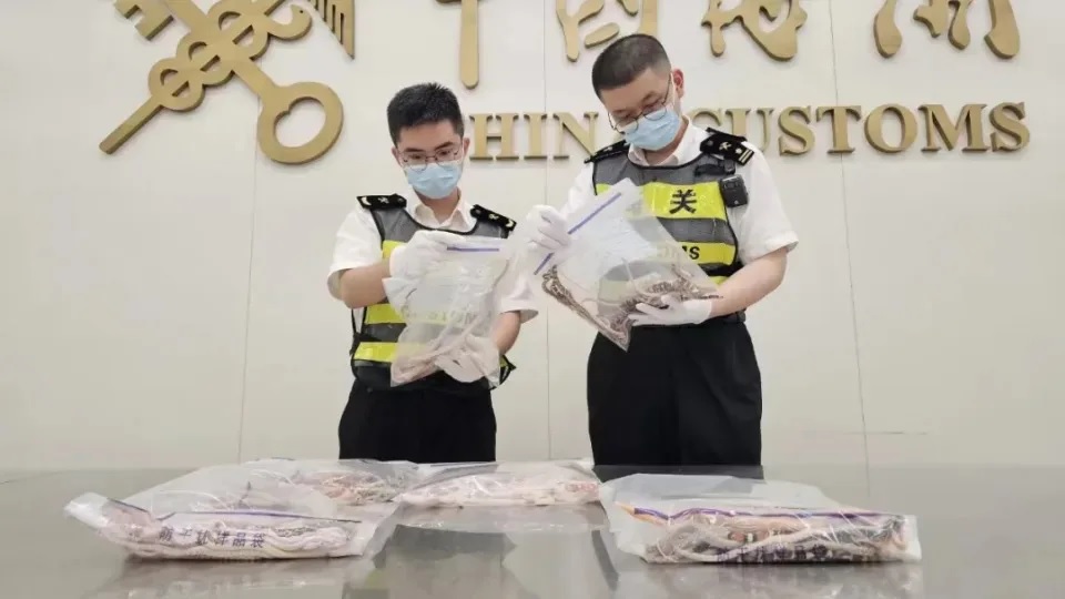 A man was caught trying to smuggle more than 100 live snakes into mainland China by stuffing them into his pants