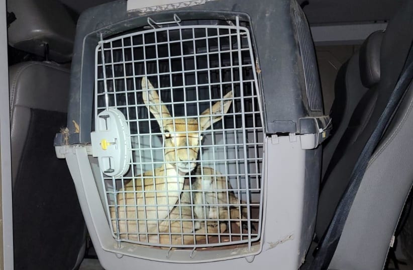 IDF, security forces rescue gazelles and confiscate NIS 70,000 in West Bank raids