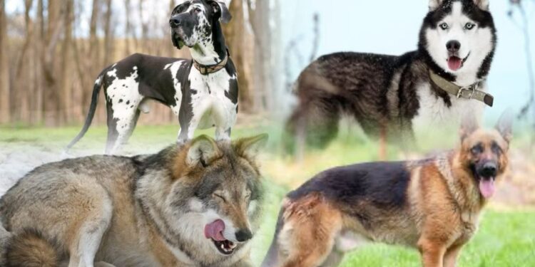 10 most dangerous dog breeds in the world