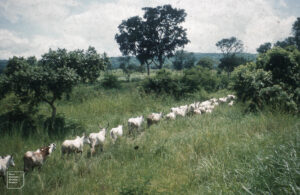 Fear in Agwa community in Oguta Imo as herdsmen kill 5, abduct 3, take over farmlands