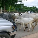 The Federal Government of Nigeria has officially abolished open grazing of cattle across the country with immediate effect.
